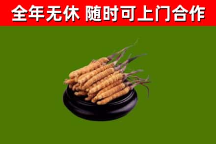 宁陵回收冬虫夏草