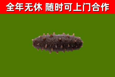 宁陵回收海参干